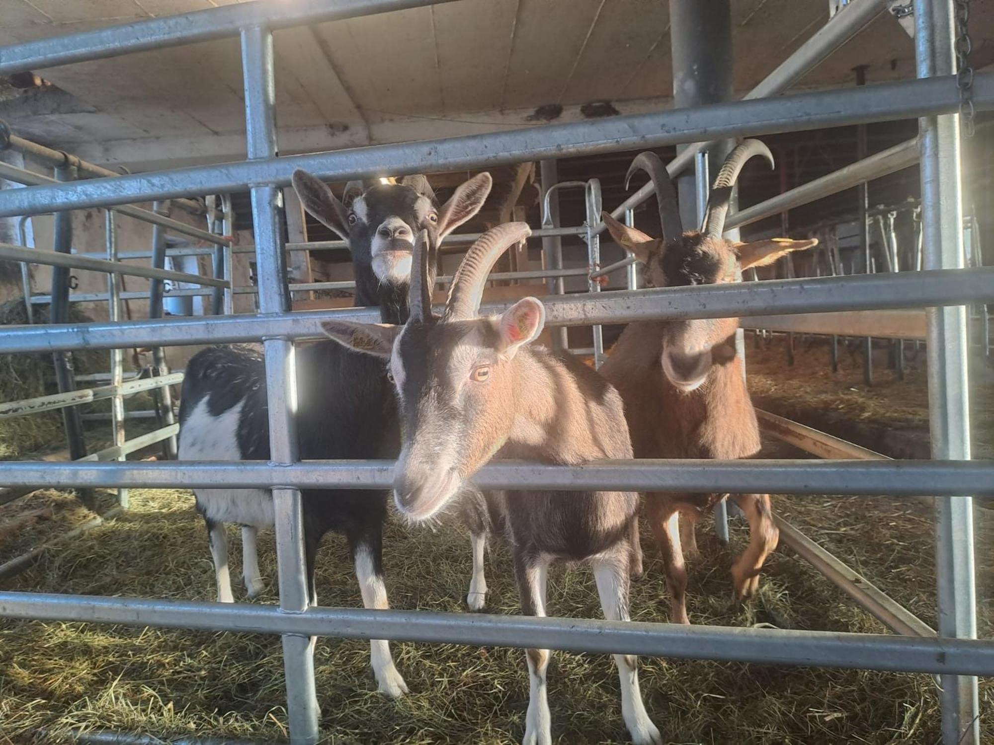 Landhotel Hinteraigengut フラッハウ エクステリア 写真